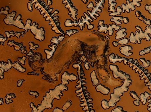 Sphaeroma quadridentatum