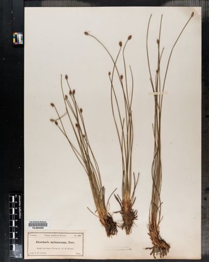 Eleocharis melanocarpa