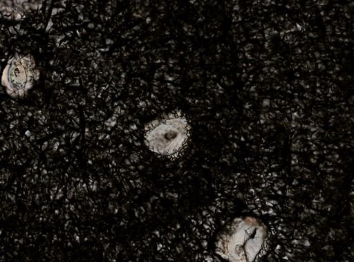 Stylochus ellipticus