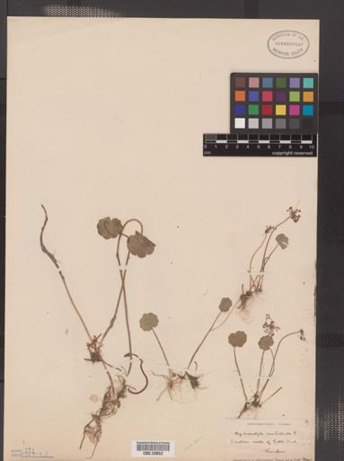 Hydrocotyle umbellata