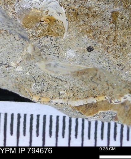 undet. Bivalvia