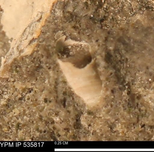 Scaphopoda?