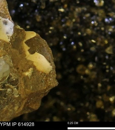 undet. Bivalvia