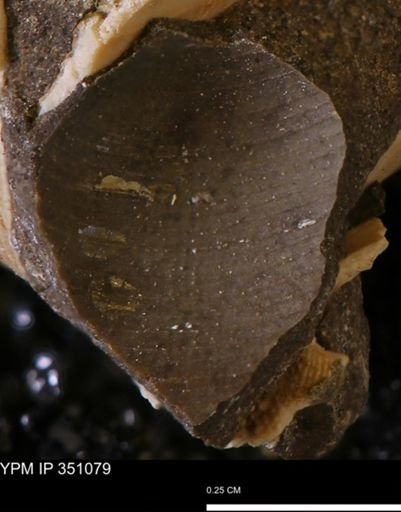 Limopsis striatopunctatus