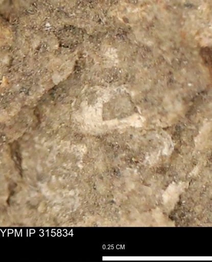 undet. Mollusca