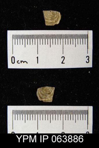 Leptaena delicata