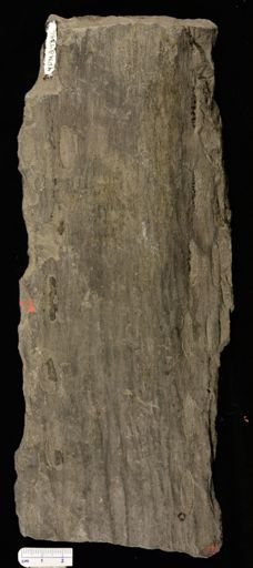 Sigillaria sp.