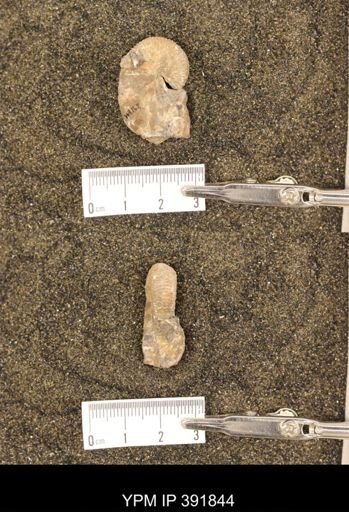Scaphites whitfieldi