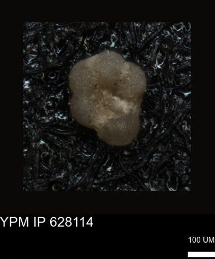 undet. Foraminiferida