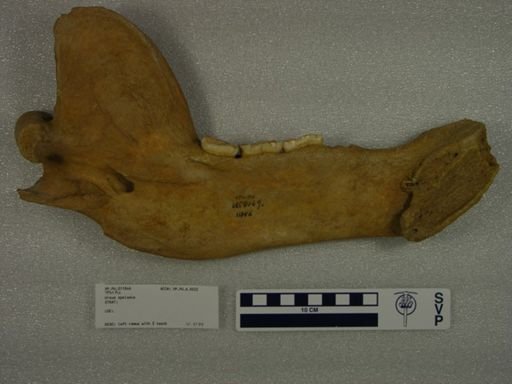 Ursus spelaeus