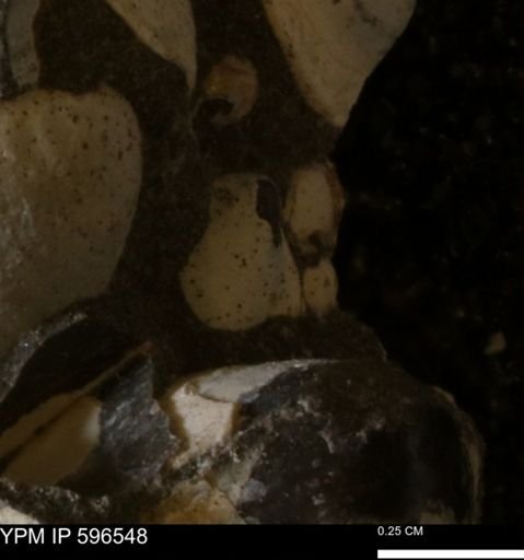 Protocardia?