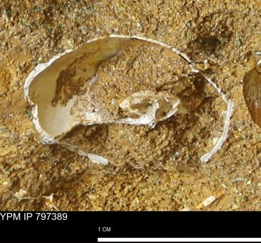 undet. Gastropoda