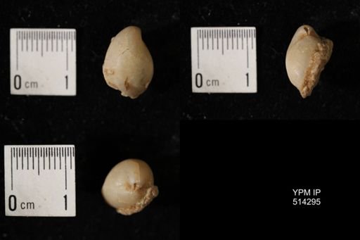 Dielasma breviplicatum