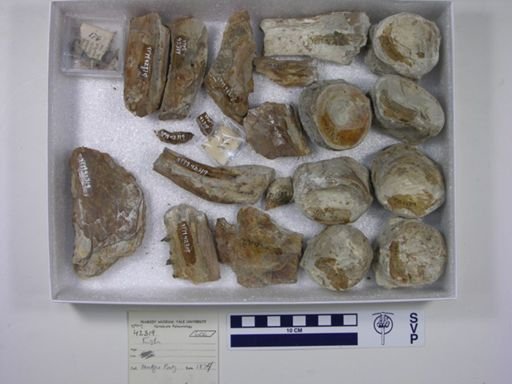 Xiphactinus sp.