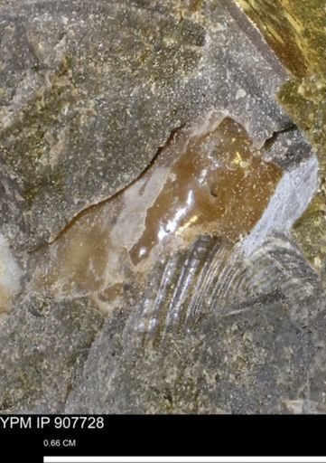 undet. Mollusca