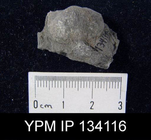 Chonetes mucronatus