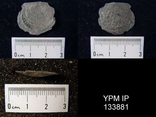 Stropheodonta perplana
