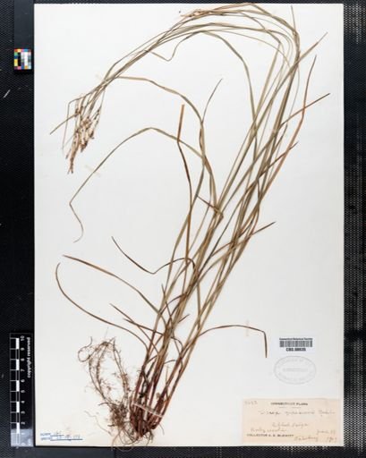 Carex virescens