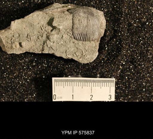 Dinorthis subquadrata