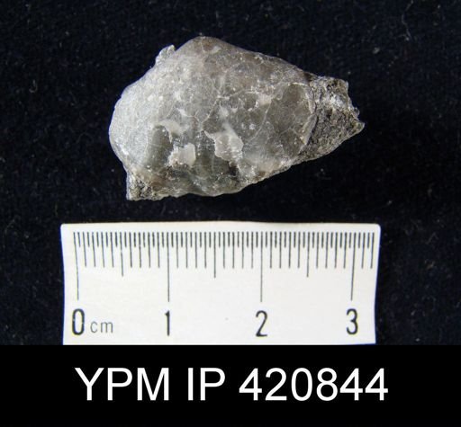 Pugnax sp.