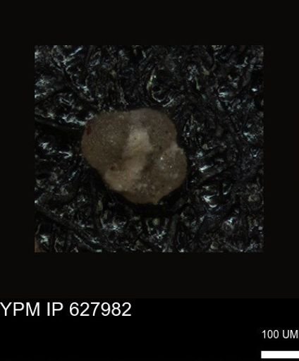 undet. Foraminiferida