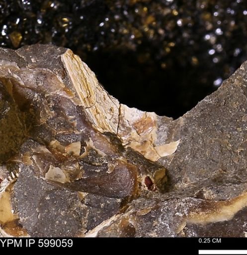 Hoploscaphites sp.