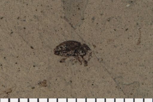 Curculionidae