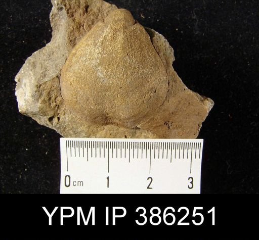 Meristella sp.