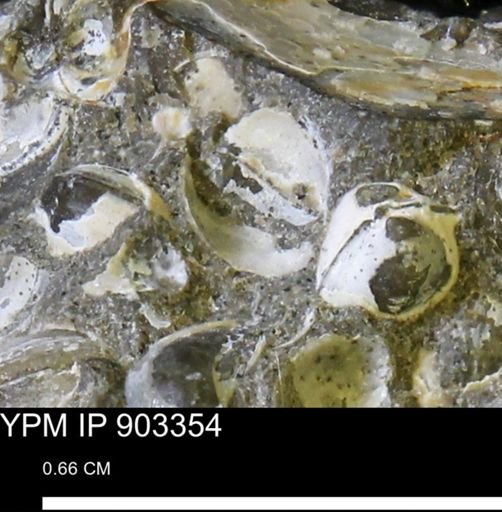 Corbulamella sp.