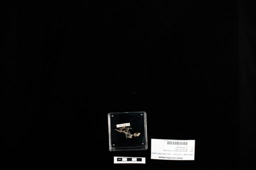 Anolis cristatellus wileyae