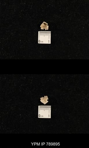 undet. Brachiopoda
