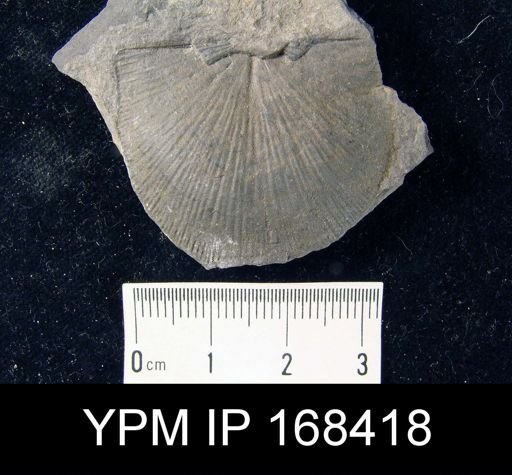 Schuchertella woolworthana