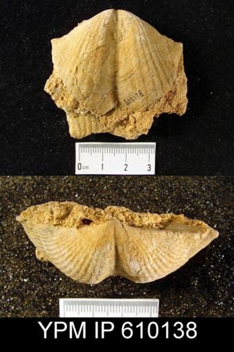 Spirifer granulosus