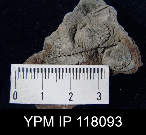 Rhynchospira sinuata