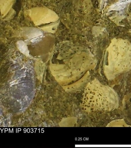 Corbulamella?