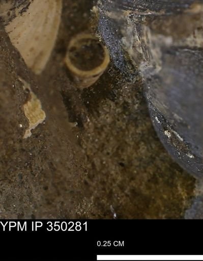undet. Scaphopoda