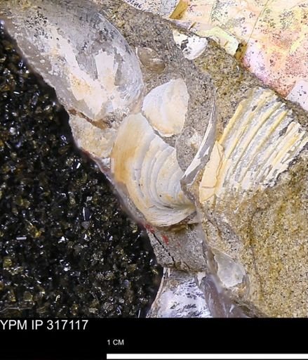 undet. Bivalvia