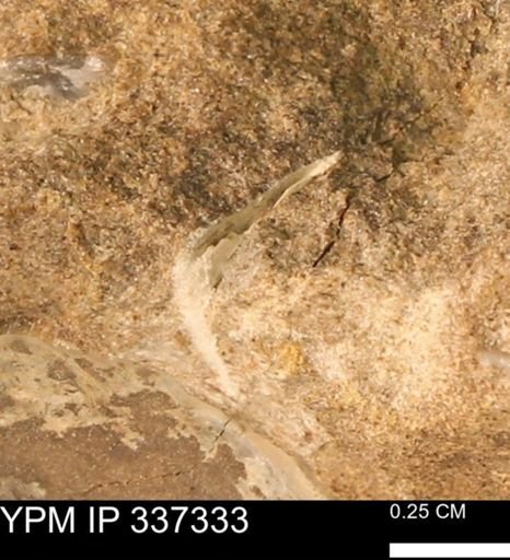 undet. Bivalvia