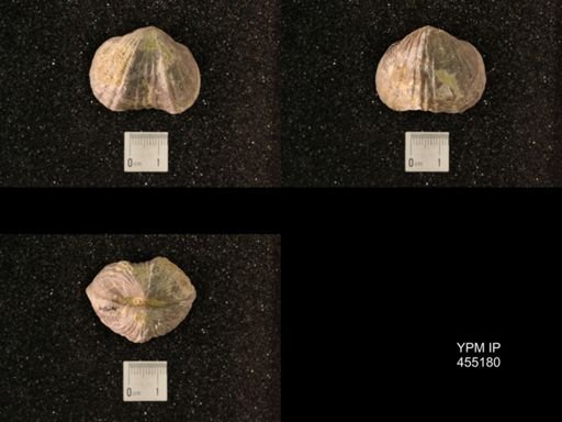 Platystrophia ponderosa var.