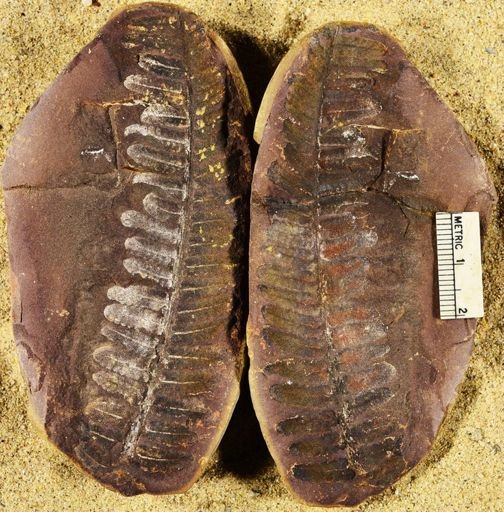 Pecopteris