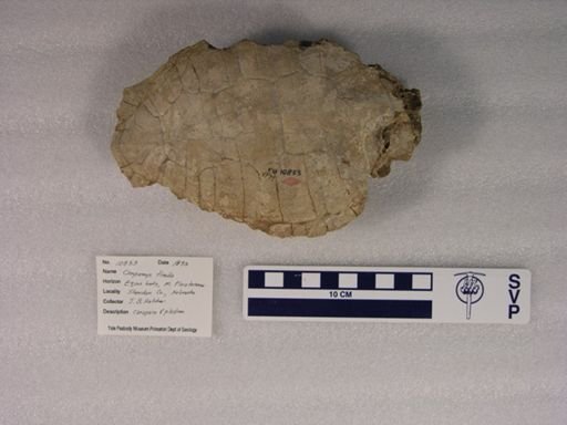 Chrysemys timida