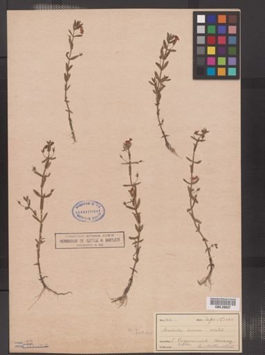 Gratiola aurea
