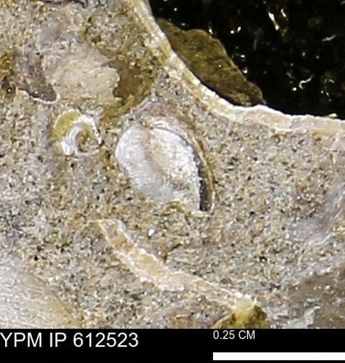 Protocardia sp.