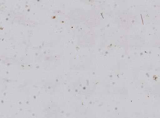 Ircinia felix