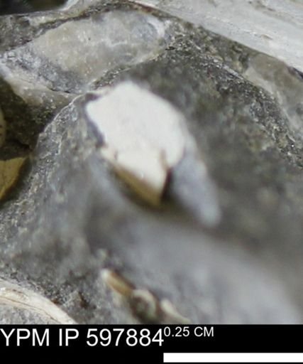 Limopsis striatopunctatus