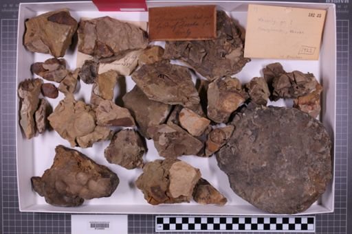 mixed taxa, stratigraphic collection