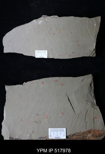 undet. Synziphosurina