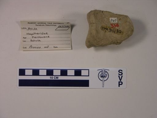 Phyllophaga
