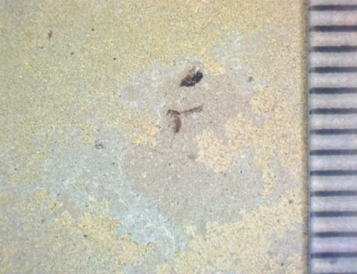 undet. Diptera