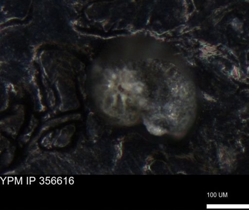 undet. Foraminiferida